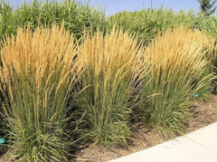 Reitgras Calamagrostis acutiflora ‚Karl Förster‘ vom Stauden Gänge, zierendes Gras mit feinen, aufrechten Halmen.