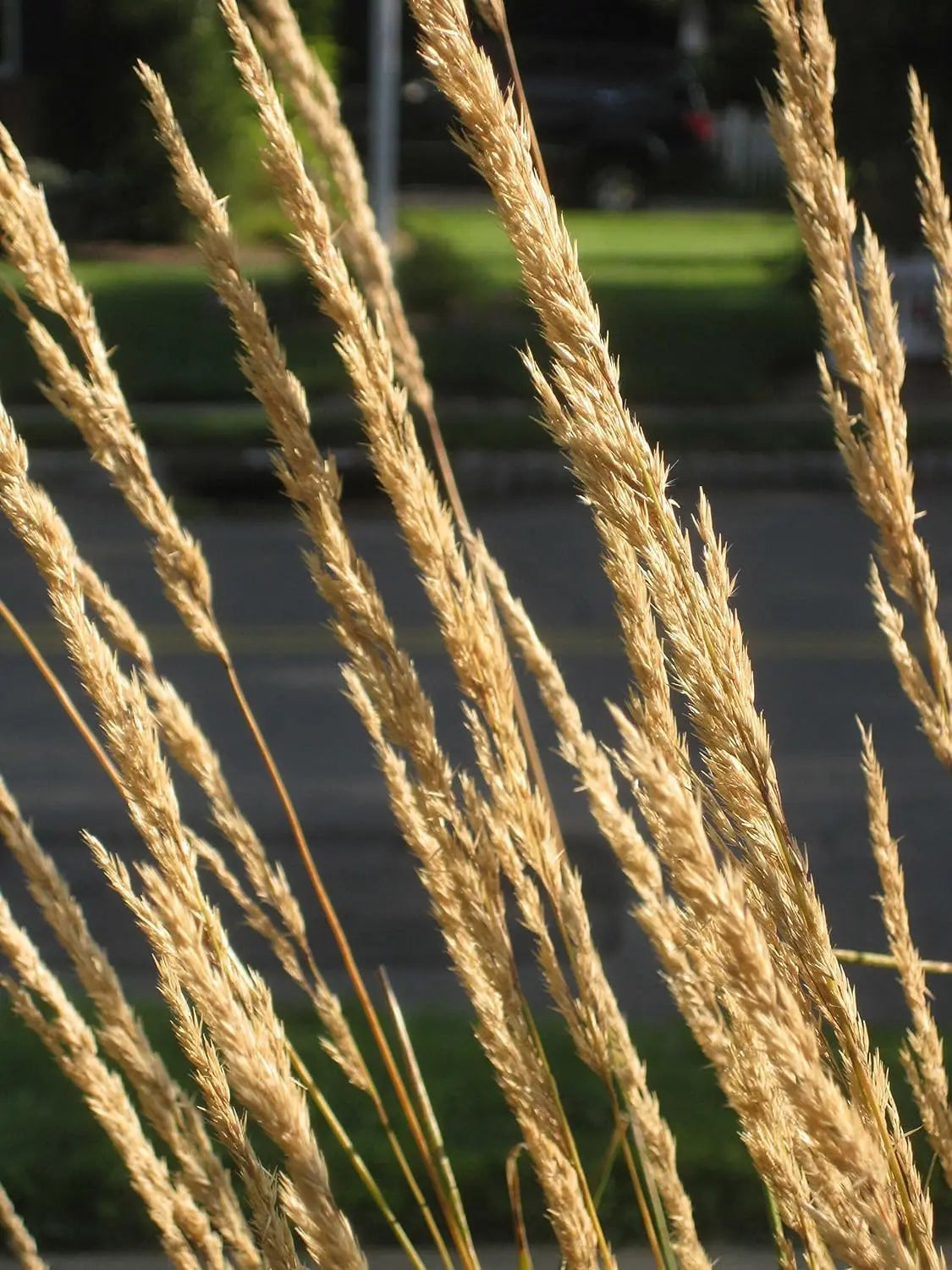 Ziergras Calamagrostis acutiflora ‚Karl Förster‘ von Stauden Gänge, mit langen schmalen Blättern und aufrechten Ähren.