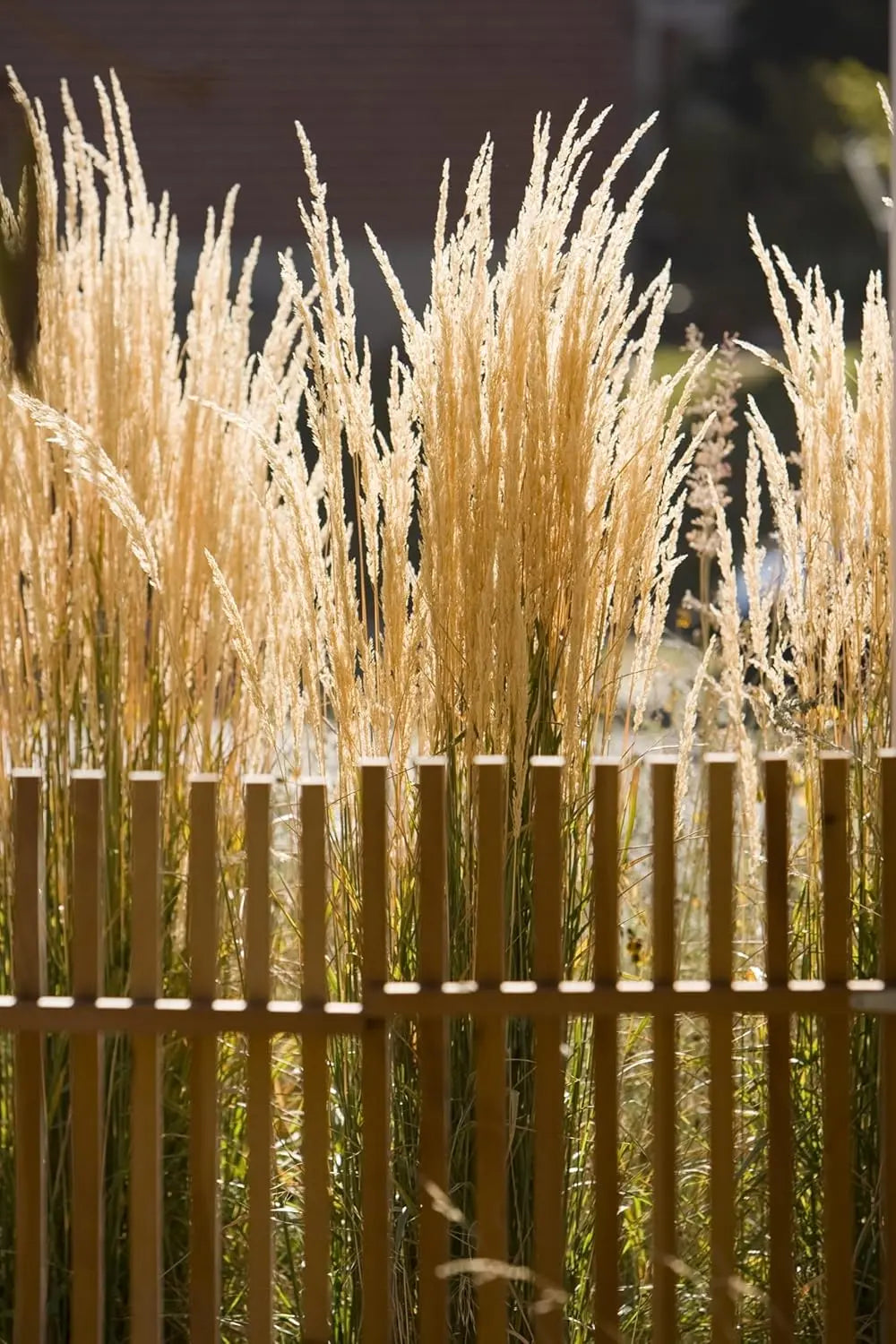 Ziergras Calamagrostis acutiflora ‚Karl Förster‘ von Stauden Gänge, mit schmalen grünlichen Halmen und federartigen Blütenständen