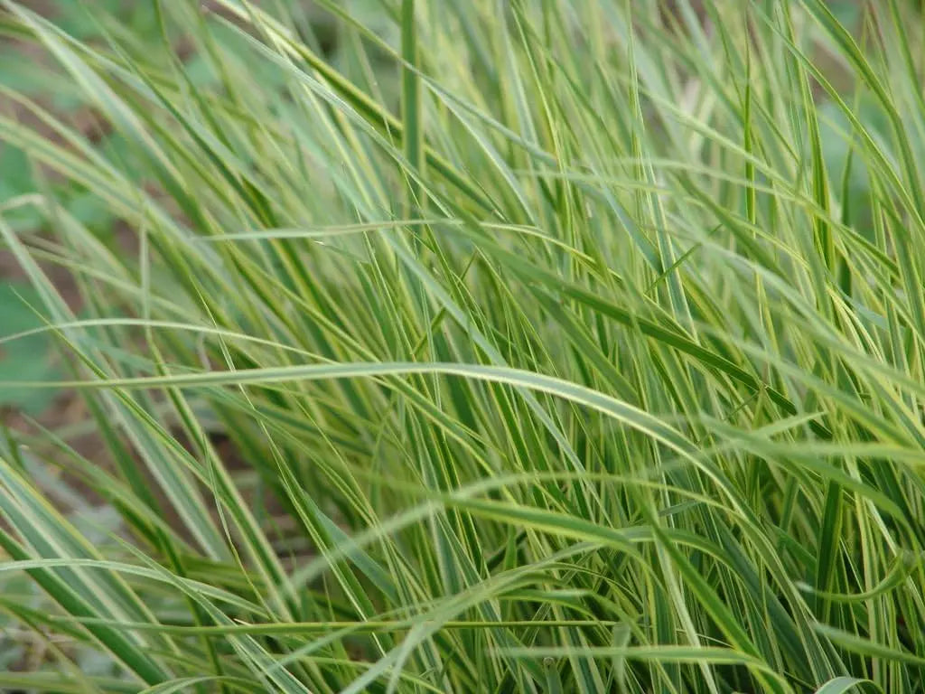Buntes Reitgras Calamagrostis acutiflora 'Overdam' als Ziergras, mit länglichen, gefiederten Blättern und blühendem Ähren.