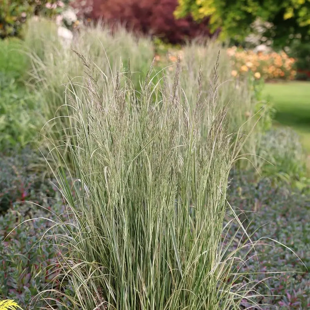 Buntes Reitgras Calamagrostis acutiflora 'Overdam' von Stauden Gänge, Ziergras mit farbigen Blättern und Blütenständen