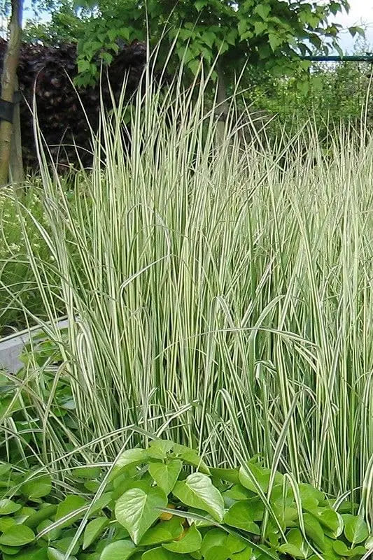 Buntes Reitgras Calamagrostis acutiflora 'Overdam' als Ziergras, mit langen, schilfartigen Halmen und variierenden Farben.