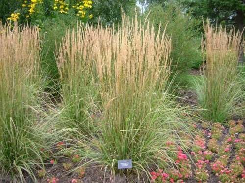 Buntes Reitgras Calamagrostis acutiflora 'Overdam' als Ziergras, mit grünen und goldenen Halmen, im Garten.