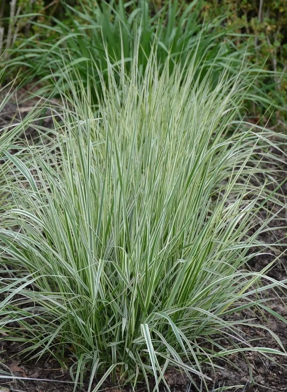 Buntes Reitgras Calamagrostis acutiflora 'Overdam' im XXL-Topf, Ziergras von Stauden Gänge, grüne und braune Halme