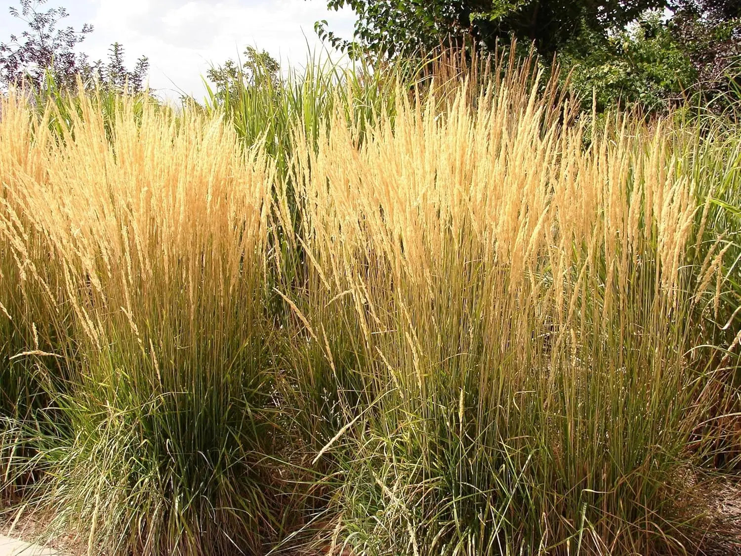 Ziergras Calamagrostis acutiflora ‚Waldenbusch‘ von Stauden Gänge, grünes Reitgras mit feinen, aufrechten Halmen.