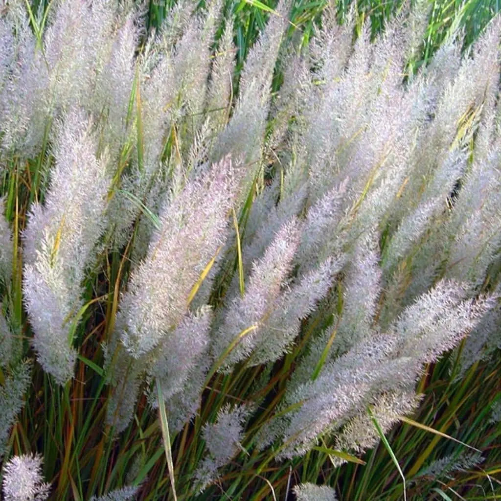 Ziergras Calamagrostis brachytricha, Diamant Reitgras, mit langen, schmalen Blättern und aufrechter Wuchs, Stauden Gänge.