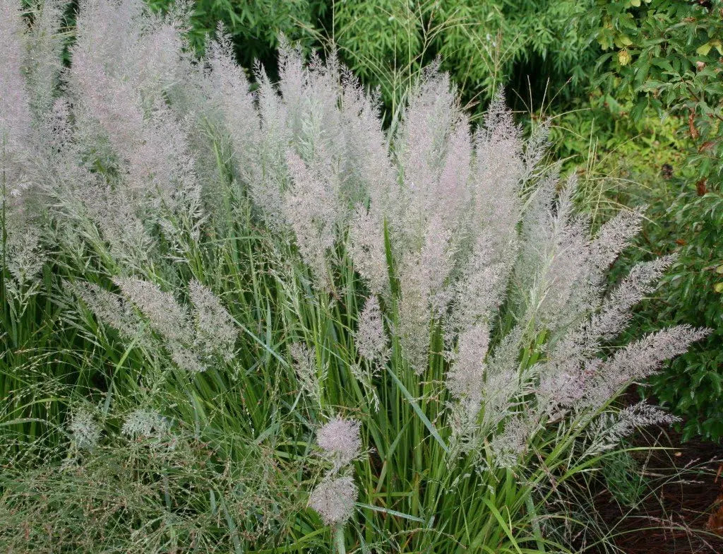 Ziergras Calamagrostis brachytricha Diamant Reitgras, grüne Halme mit silbrigen Spitzen, im Gartenbereich, Stauden Gänge