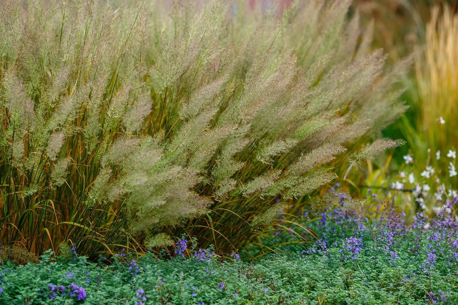 Ziergras Calamagrostis brachytricha Diamant Reitgras mit schmalen, aufrechten Halmen und zarten Blütenständen, Stauden Gänge.