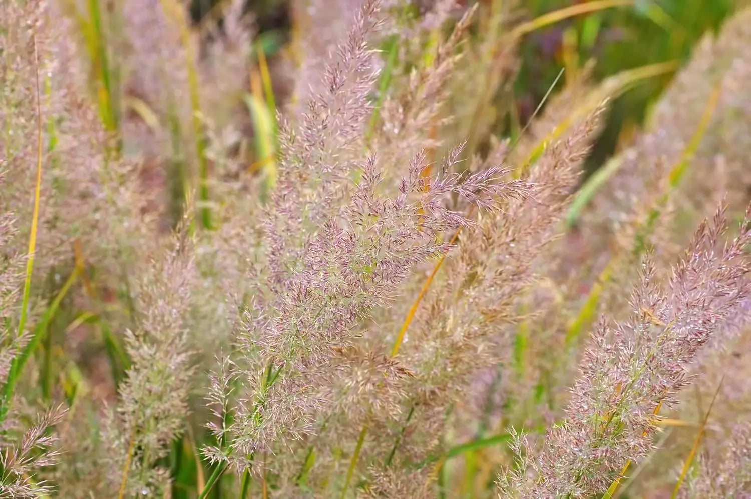 Ziergras Calamagrostis brachytricha Diamant Reitgras von Stauden Gänge, dichtes, filziges Blattwerk und aufrechte Halme, sommergrün.