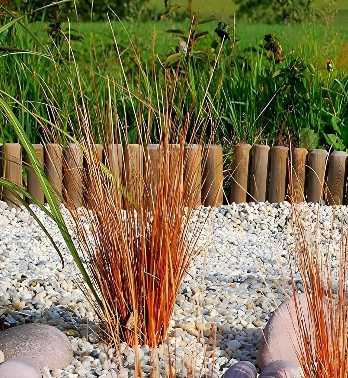 Ziergras Carex buchananii 'Firefox' von Stauden Gänge, neuseeland Segge mit rotem, schmalem Blattschmuck, wächst in Gartenbeet