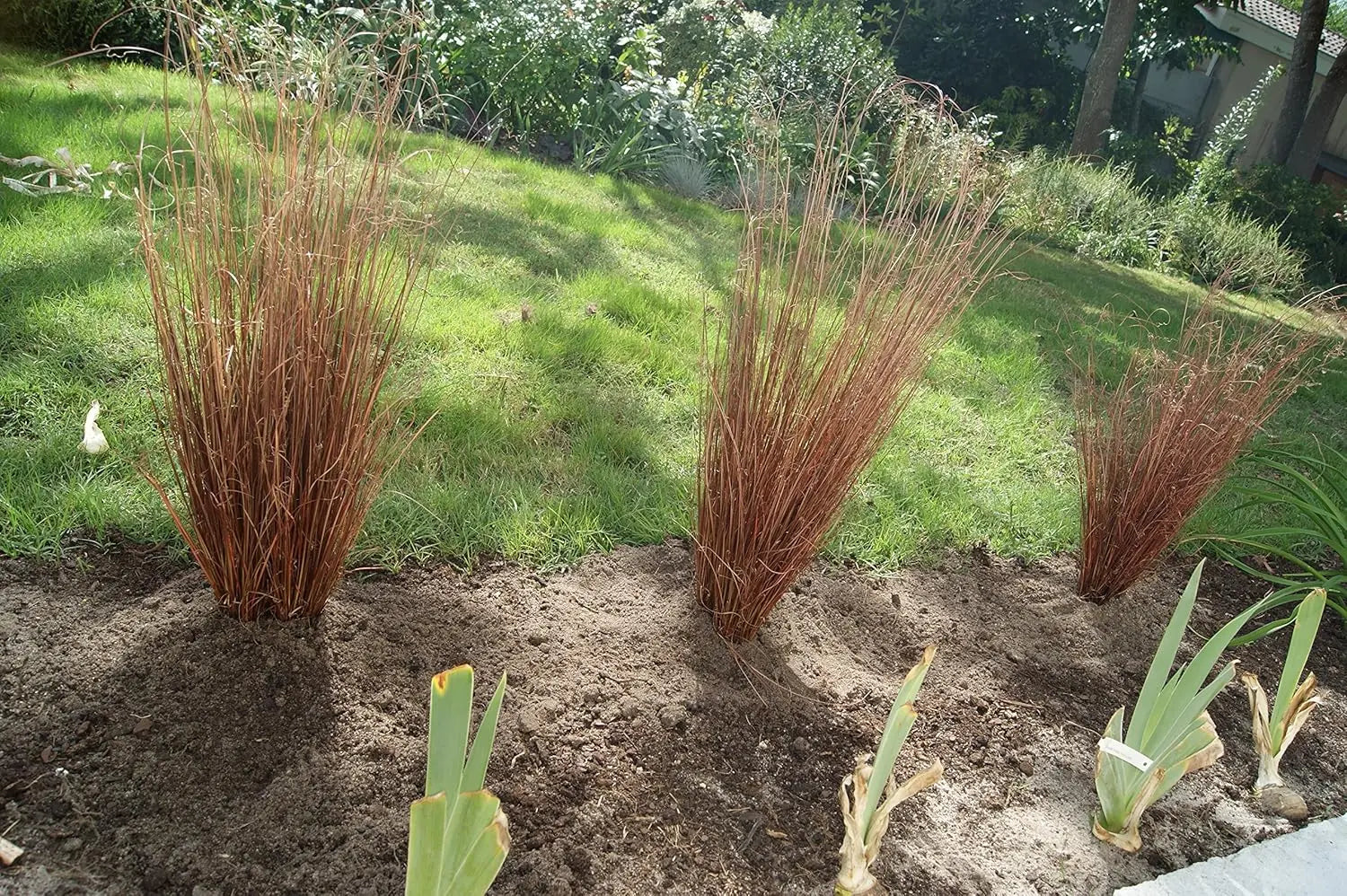 Ziergras Carex buchananii 'Firefox' von Stauden Gänge, grünes Neuseeland Segge mit schmalen Blättern, im Garten.