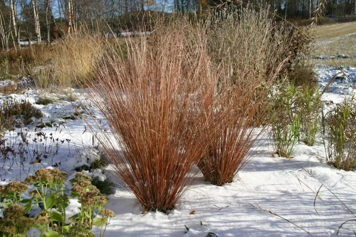 Ziergras Carex buchananii 'Firefox' von Stauden Gänge, grüne Neuseeland Segge mit rotbraunen Spitzen, im Garten.
