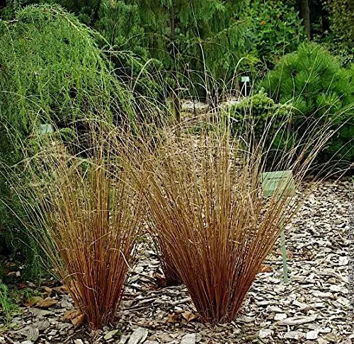 Ziergras Carex buchananii 'Firefox' von Stauden Gänge, dichtes, rotes Neuseeland-Seggengras, dekoratives Ziergras im Garten.