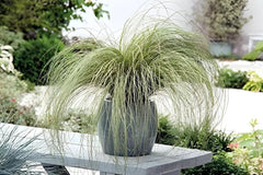 Ziergras Carex comans 'Amazon Mist' von Stauden Gänge, mit feinen, grün-weißen Blättern, im Garten.
