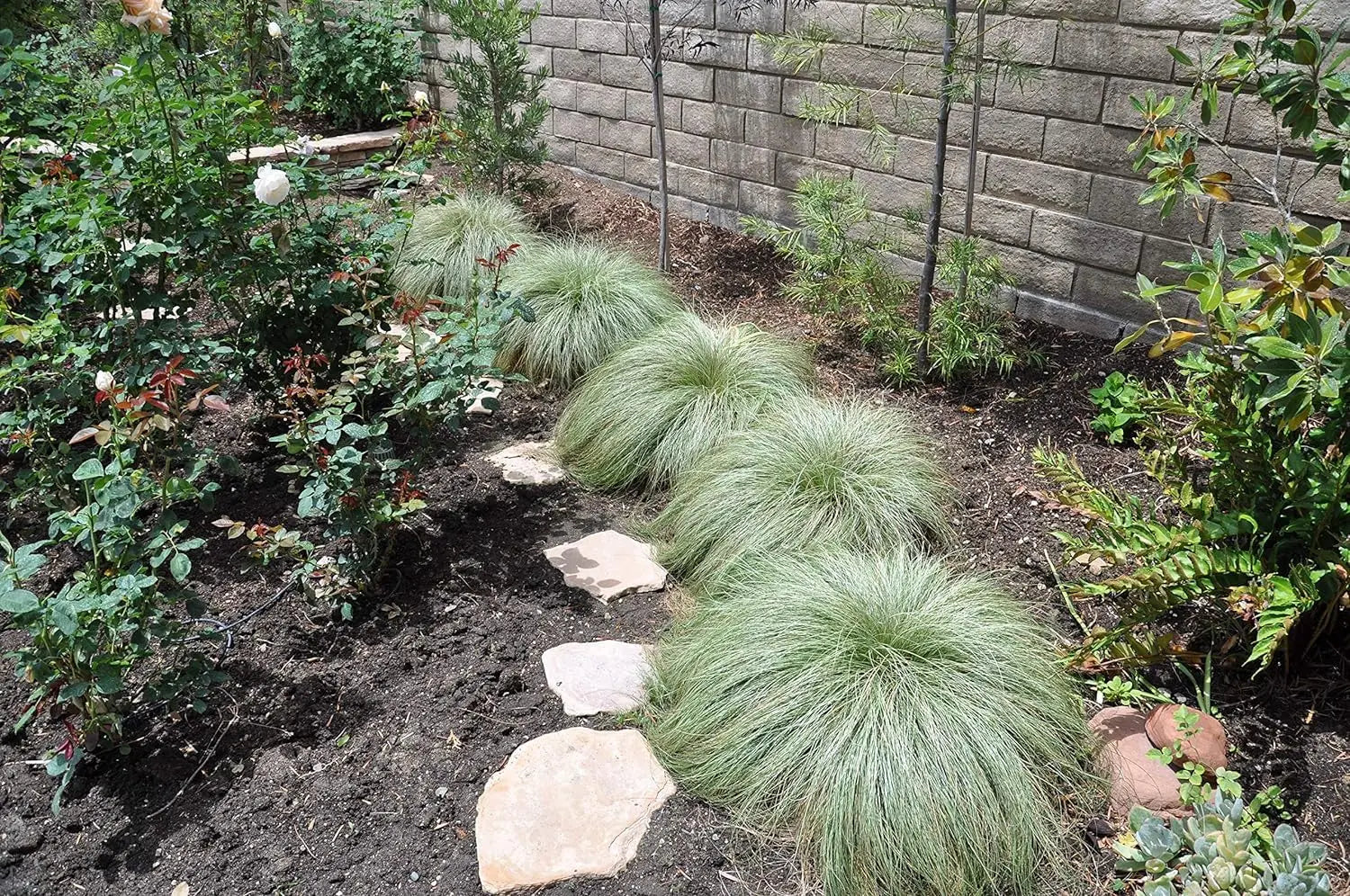 Ziergras Carex comans 'Amazon Mist' von Stauden Gänge, grüne Neuseeland Segge mit feinen Blättern, im Garten.