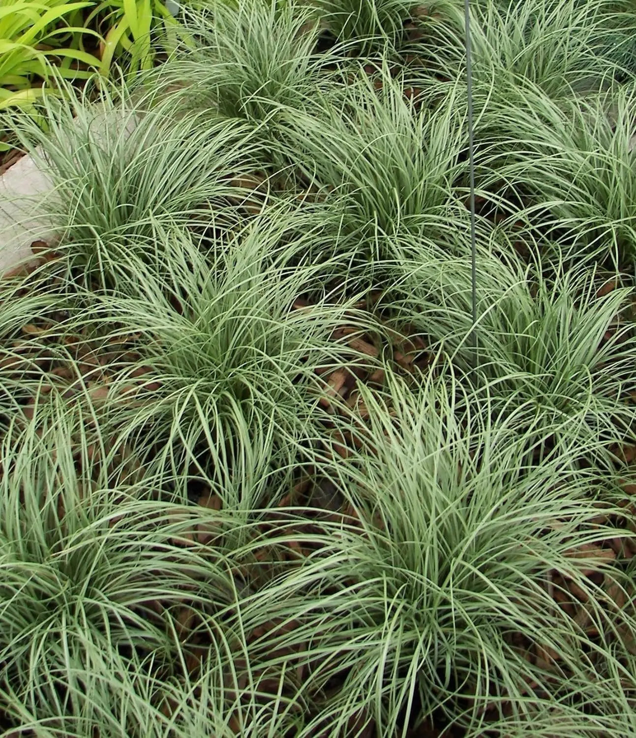 Ziergras Carex comans 'Amazon Mist' von Stauden Gänge, grüne und silbrige Blätter, im Garten.