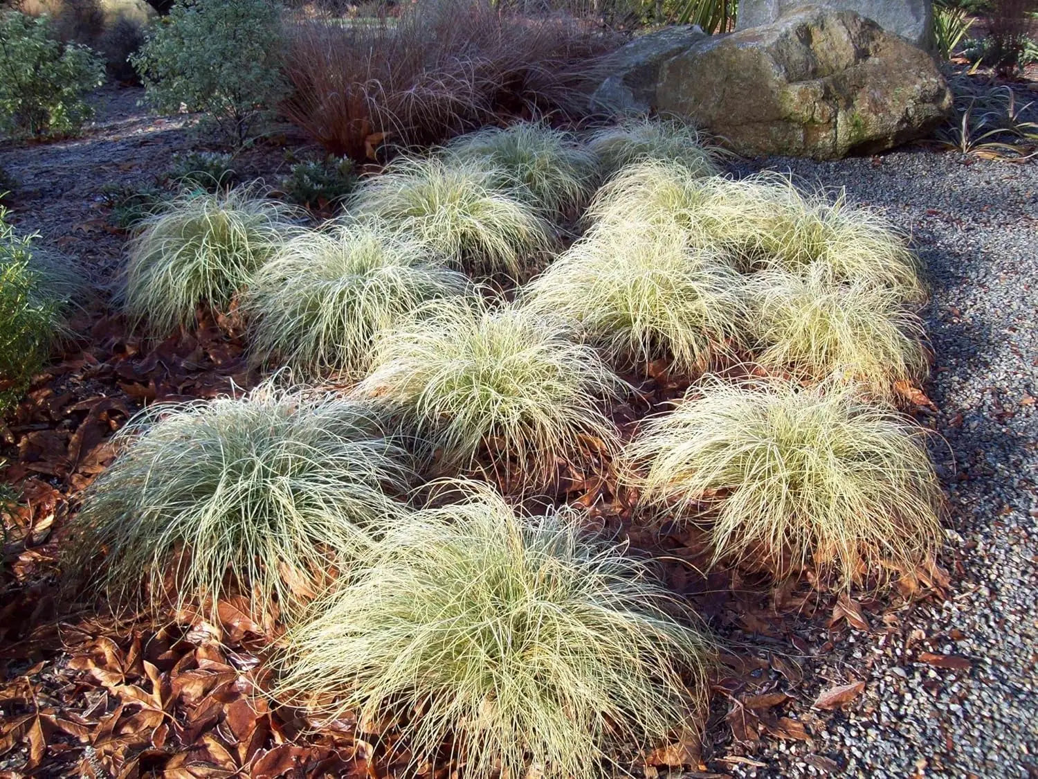 Ziergras Carex comans 'Amazon Mist' von Stauden Gänge, dichtes, grünes Ziergras mit feinen Blättern, ideal für Garten und Balkon