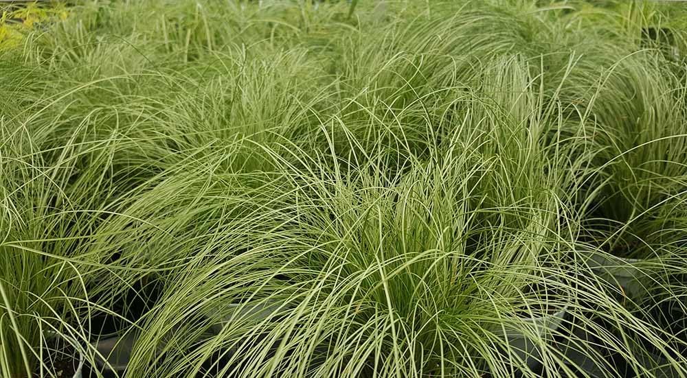 Ziergras Carex comans 'Amazon Mist' von Stauden Gänge, dichtes, grünes Gras mit feinen Blättern, ideal für Garten und Balkon.