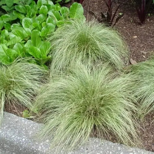 Ziergras Carex comans 'Amazon Mist' von Stauden Gänge, mit filigranen, bläulich-grünen Blättern, im Garten.