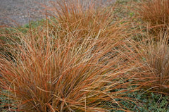 Ziergras Carex comans 'Bronco' von Stauden Gänge, Neuseeland Segge mit schmalen, braunen und grünen Blättern in Garten.