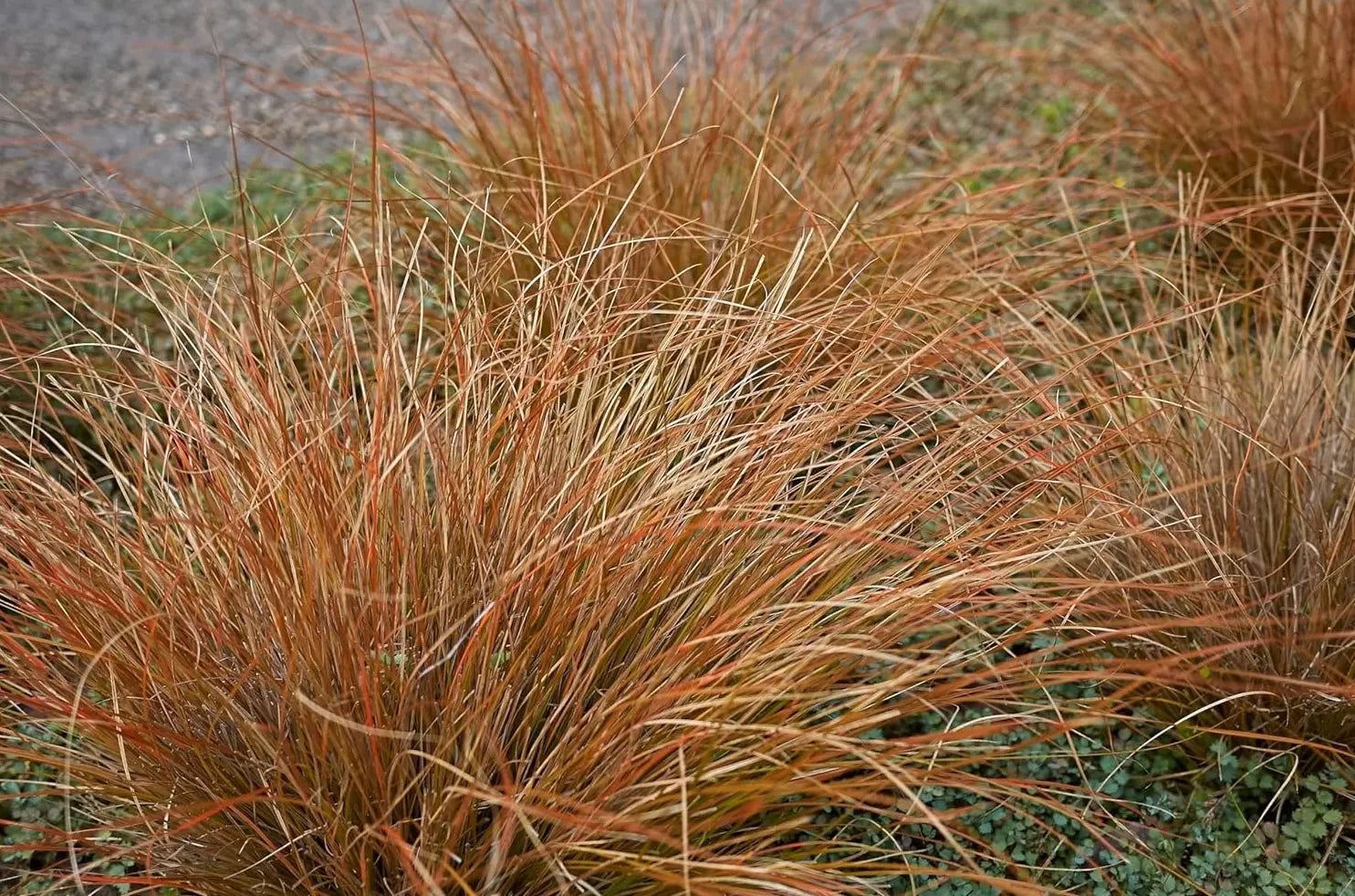 Ziergras Carex comans 'Bronco' von Stauden Gänge, Neuseeland Segge mit schmalen, braunen und grünen Blättern in Garten.
