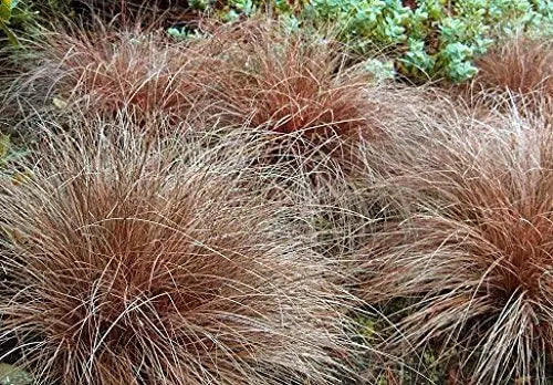 Ziergras Carex comans 'Bronco' von Stauden Gänge, grünes, buschiges Neuseeland-Segge im Garten.