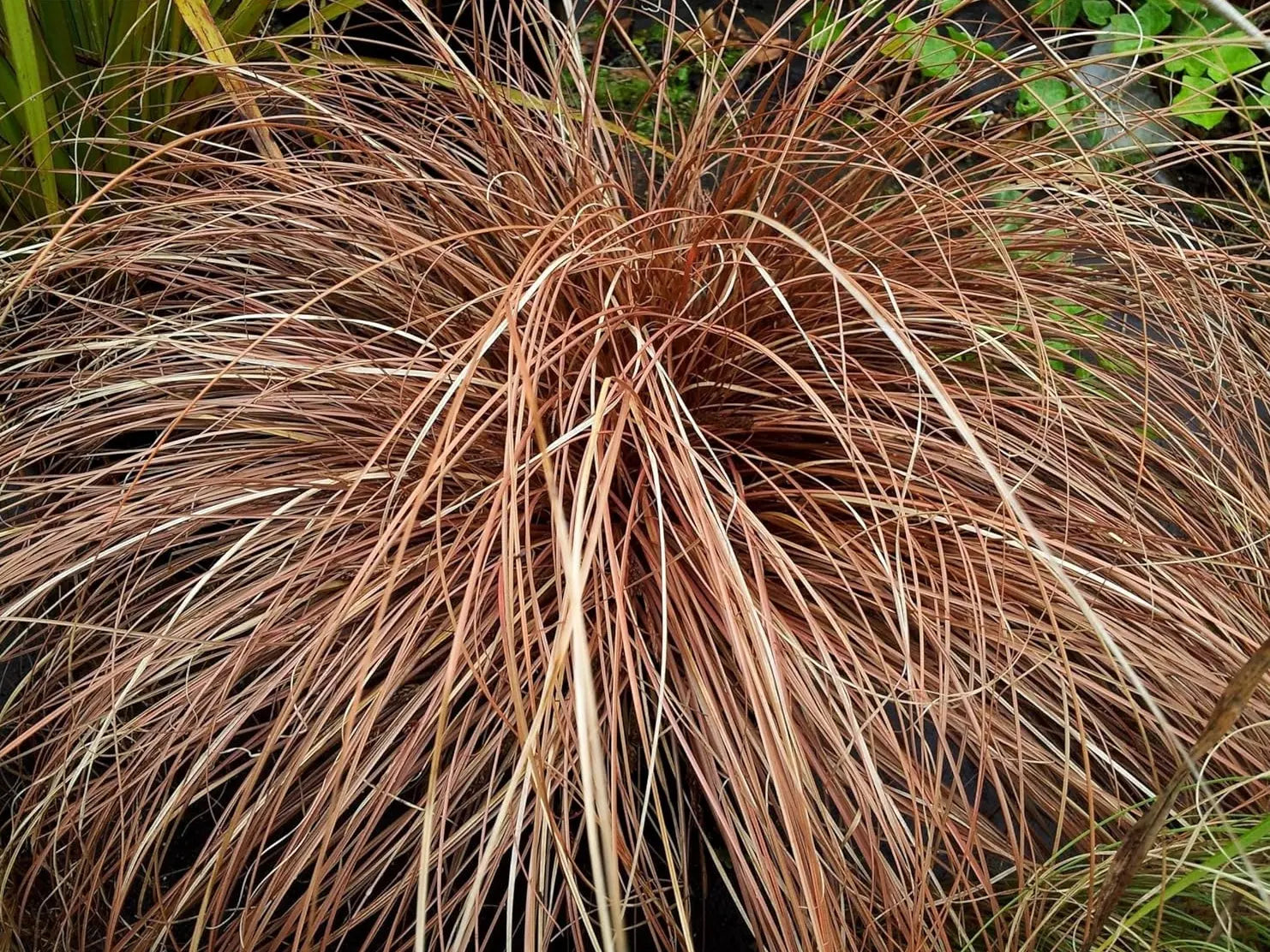 Ziergras Carex flagellifera 'Bronzita' von Stauden Gänge, mit braunen und grünen Blättern, dekoratives Ziergras im Garten