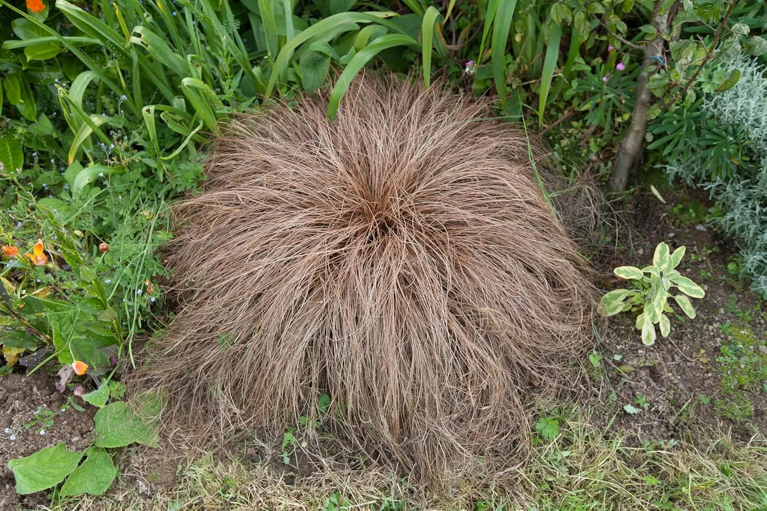 Ziergras Carex flagellifera 'Bronzita' von Stauden Gänge, mit bronzfarbenen Halmen und zarten Blättern, dekorativ im Garten.