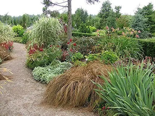 Ziergras Carex flagellifera 'Bronzita' von Stauden Gänge, mit bronzefarbenen Blättern, im Garten.