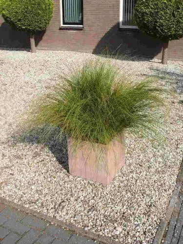Ziergras Carex howardii 'Phoenix Green' von Stauden Gänge, grüne Segge mit schmalen Blättern, im Garten.