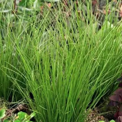 Ziergras Carex howardii 'Phoenix Green' von Stauden Gänge, grünes Segge, detailreiche Pflanze mit schmalen Blättern