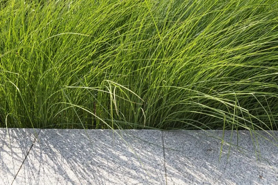 Ziergras Carex howardii 'Phoenix Green' von Stauden Gänge, grünes Segge mit zarten Blättern, auf Bild sichtbar