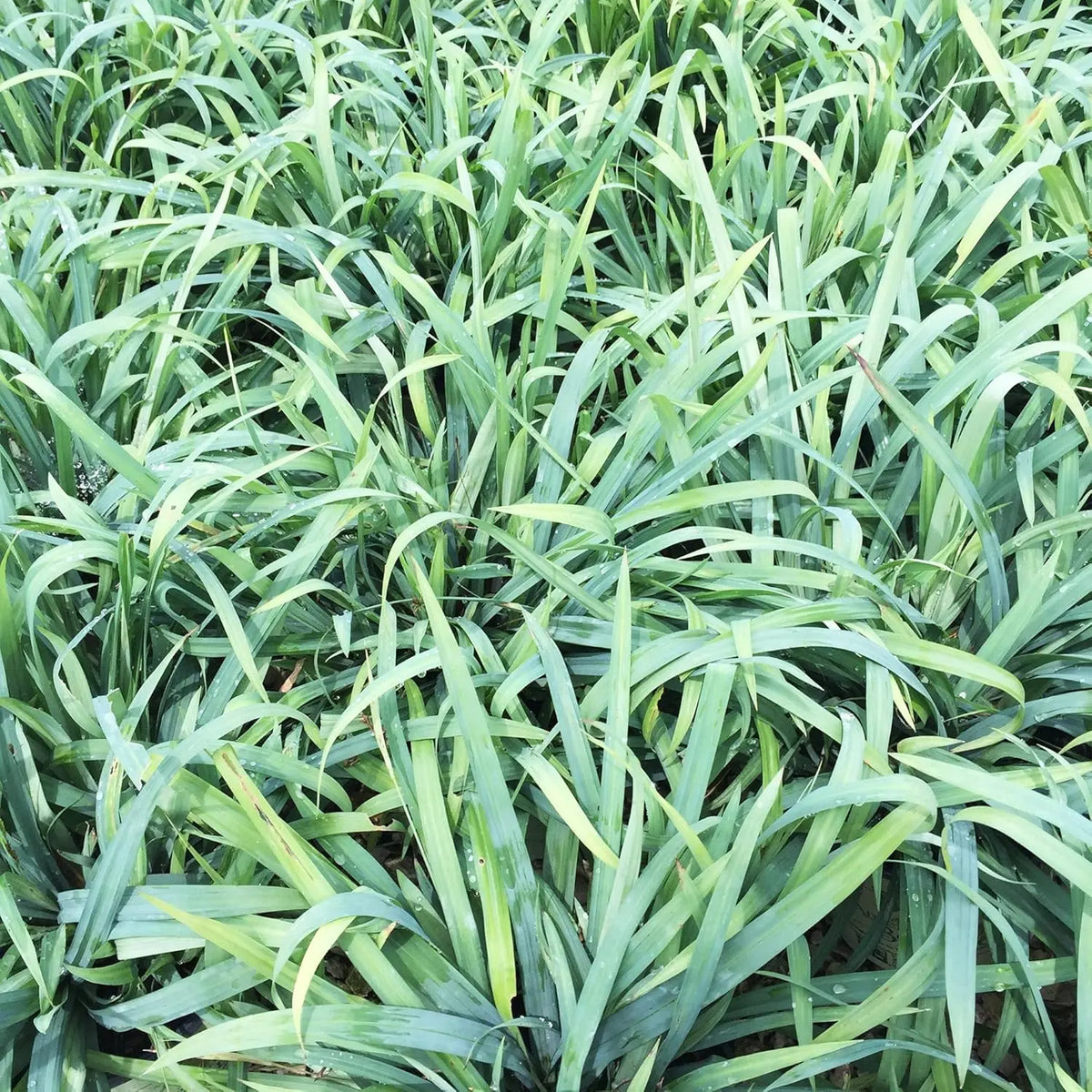 Ziergras Carex laxiculmis 'Bunny Blue' von Stauden Gänge, grünes Segge mit bläulichem Schimmer, im Garten.