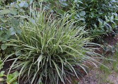 Ziergras Carex morrowii 'Ice Dance' mit schmalen, silbrigen Blättern, Pflanze von Stauden Gänge, Nahaufnahme.