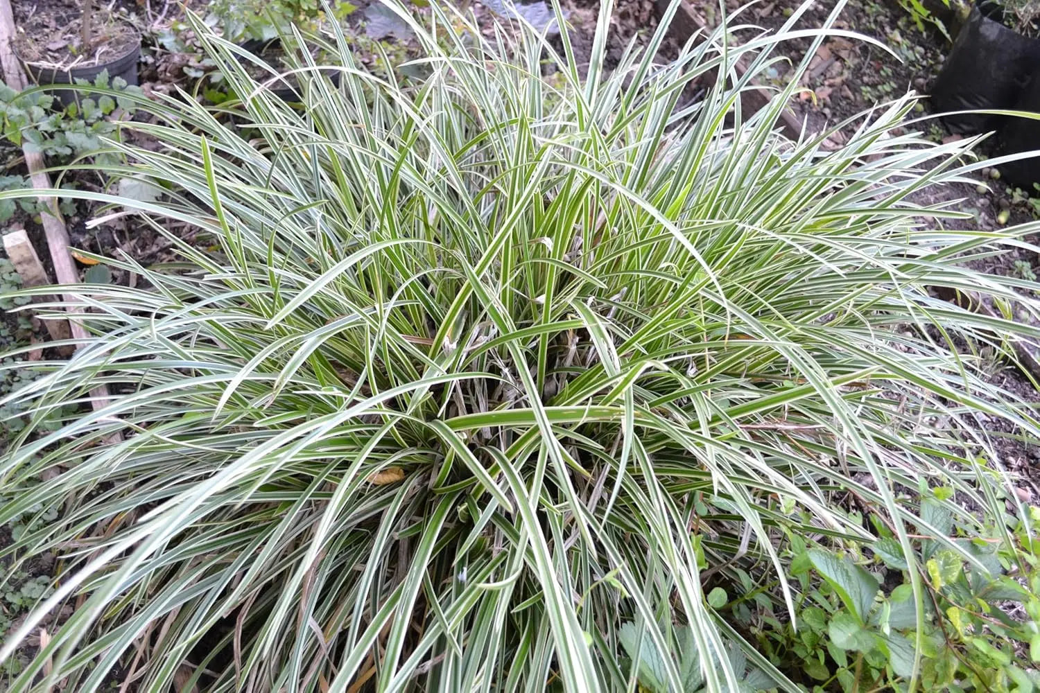 Ziergras Carex morrowii 'Ice Dance' mit silbrigen Blättern, Stauden Gänge, Nahaufnahme des Ziergrases.