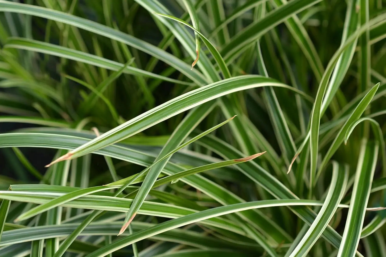 Ziergras Carex morrowii 'Ice Dance' von Stauden Gänge, grüne Segge mit weißen Rändern, im Garten.