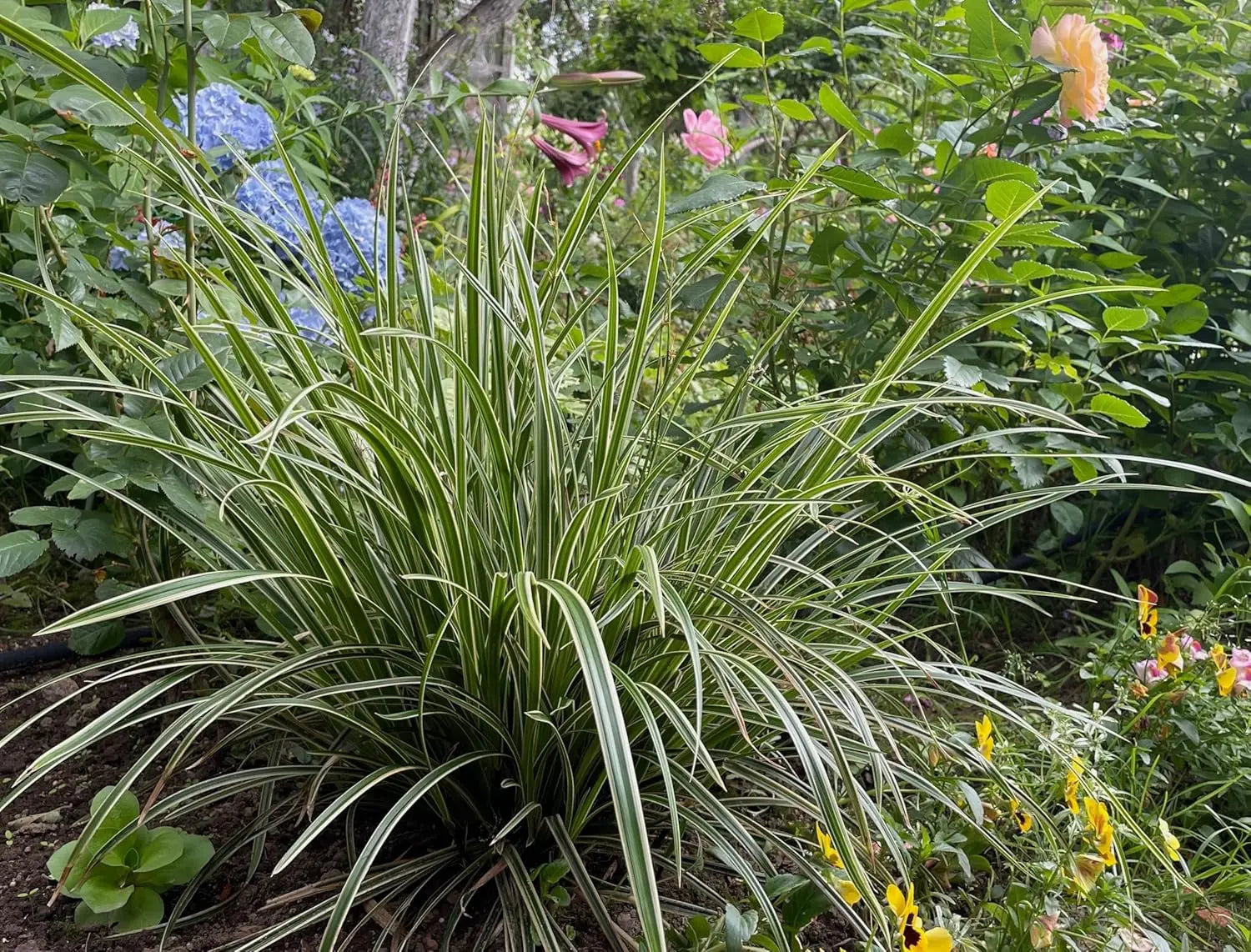 Ziergras Carex morrowii 'Ice Dance' von Stauden Gänge mit silbernen, schmalen Blättern, im Garten gepflanzt.