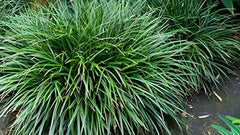 Ziergras Carex morrowii 'Irish Green' mit grünen Blättern, Pflanzen im Garten, Stauden Gänge, dekoratives Ziergras