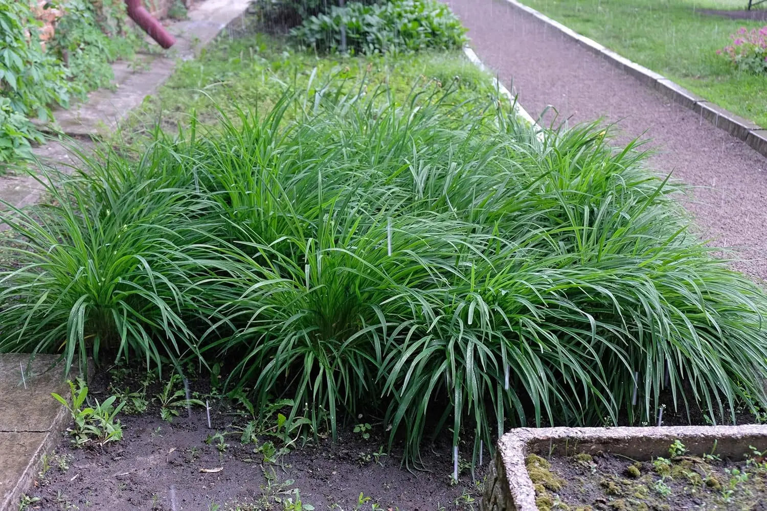 Ziergras Carex morrowii 'Irish Green' von Stauden Gänge, grünes Segge mit schmalen Blättern, im Garten gepflanzt