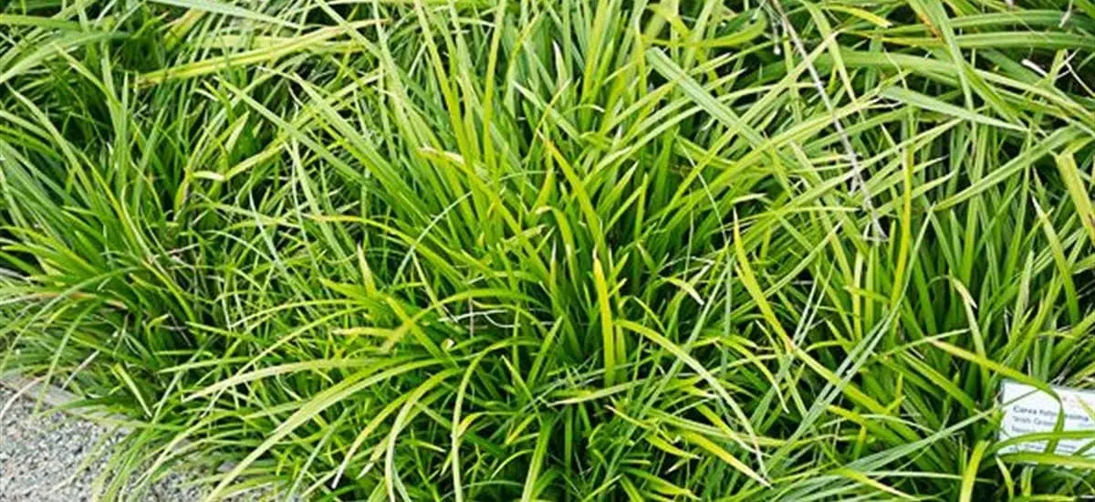 Ziergras Carex morrowii 'Irish Green' von Stauden Gänge, grüne Segge mit schmalen Blättern, im Garten.