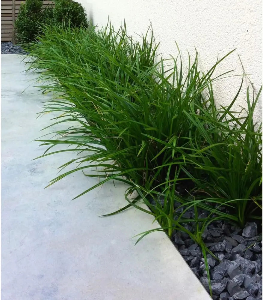 Ziergras Carex morrowii 'Irish Green' von Stauden Gänge, grünes Segge mit schmalen Blättern, top gepflegt im Garten.