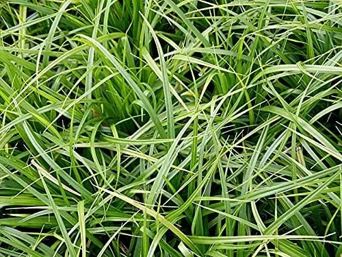 Ziergras Carex morrowii 'Irish Green' von Stauden Gänge, grünes Segge mit schmalen Blättern, wächst auf einer Gartenfläche