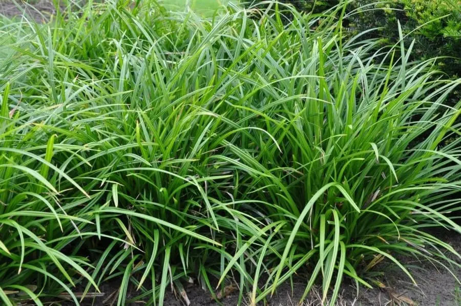 Ziergras Carex morrowii 'Irish Green' von Stauden Gänge, grünes Segge mit schmalen Blättern, im Garten.