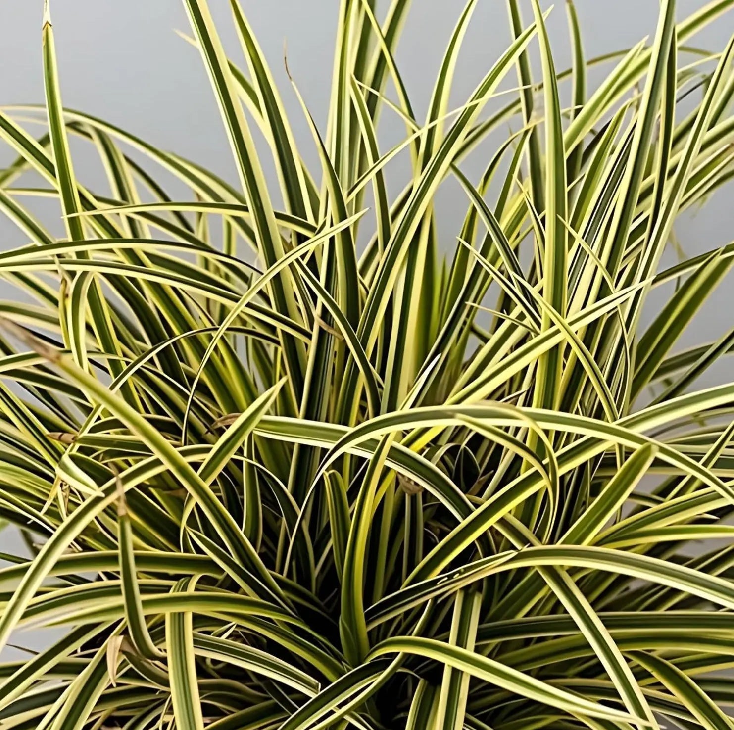 Ziergras Carex morrowii 'Vanilla Ice' mit weißen, cremefarbenen Blättern, wächst auf einem Gartenboden, Stauden Gänge.