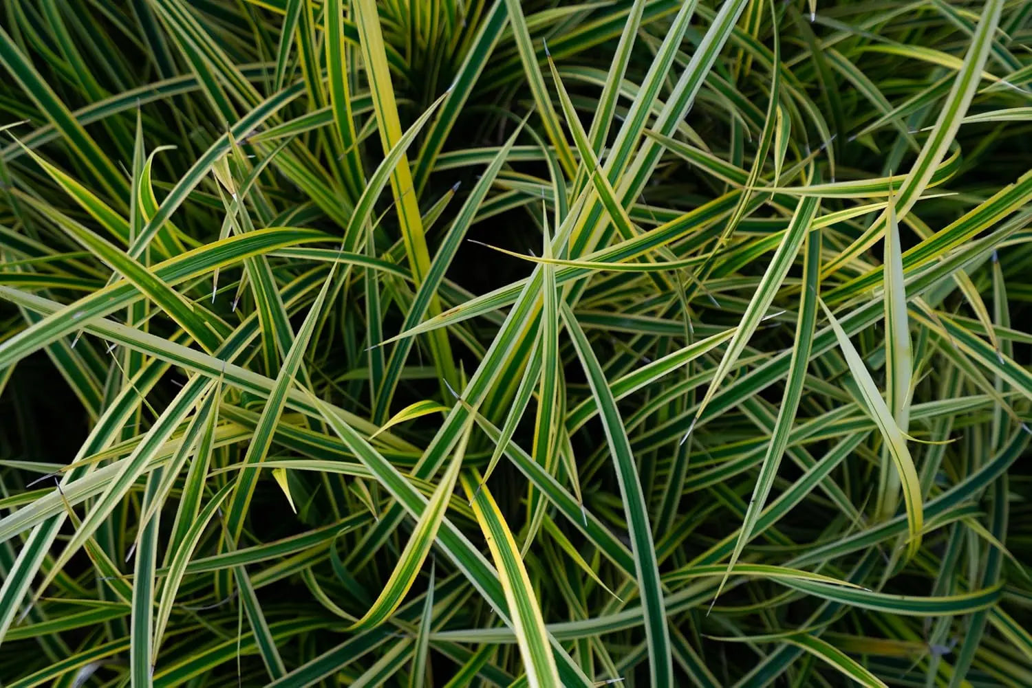 Ziergras Carex morrowii 'Vanilla Ice' von Stauden Gänge, hellgrünes Segge mit cremefarbenen Spitzen, im Garten.