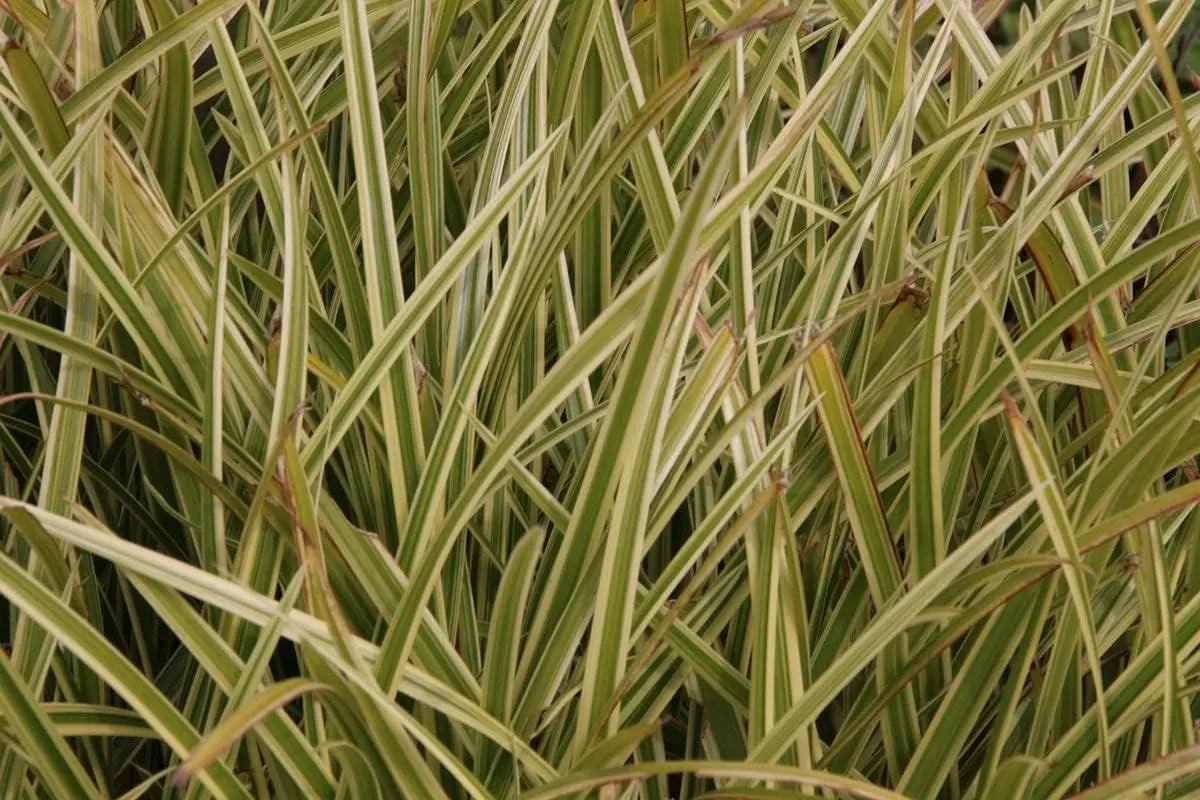 Ziergras Carex morrowii 'Vanilla Ice' von Stauden Gänge, mit schmalen, cremeweißen Blättern, als dekoratives Gartenpflanzen-Element