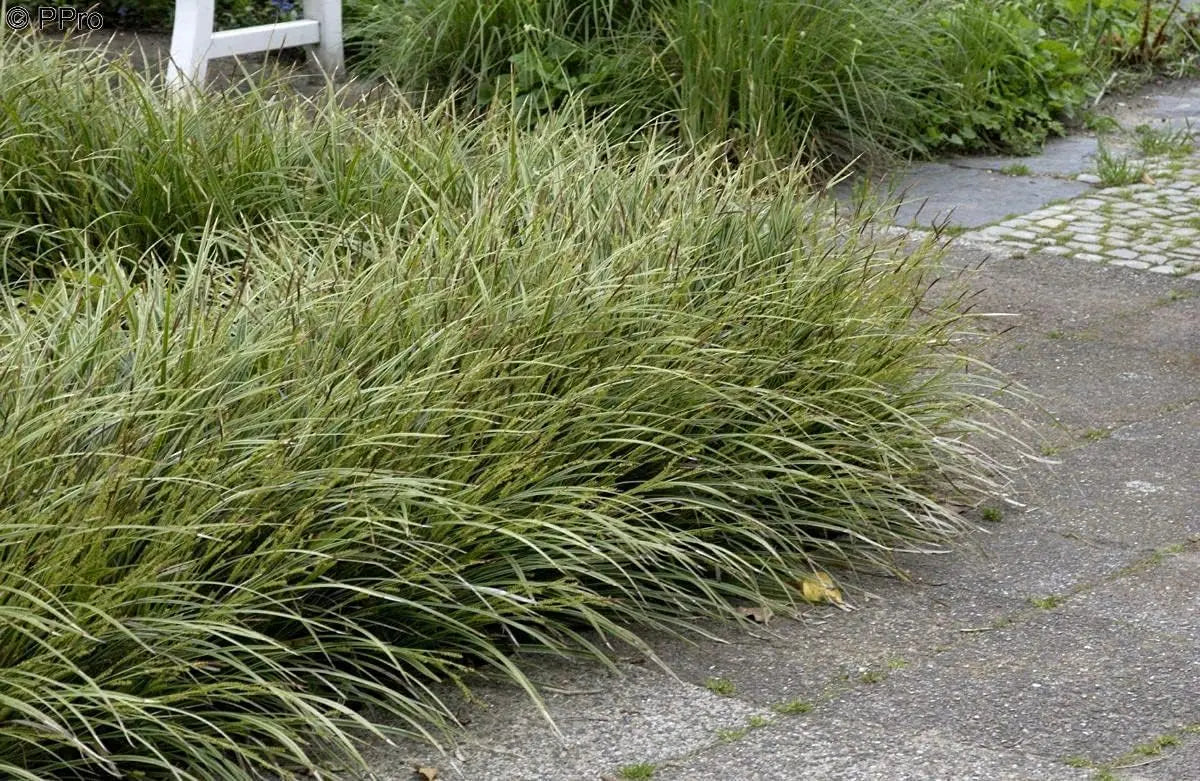 Ziergras Carex morrowii 'Vanilla Ice' von Stauden Gänge, mit creme-weißen Blättern und zierlichem Wuchs.
