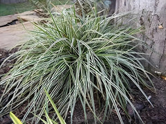 Grünes Carex oshimensis 'Everest' Ziergras von Stauden Gänge, dichtes, dekoratives Gras mit aufrechten Halmen.