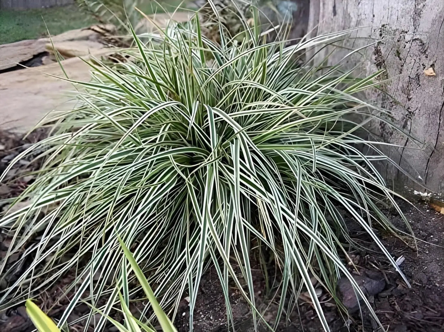 Grünes Carex oshimensis 'Everest' Ziergras von Stauden Gänge, dichtes, dekoratives Gras mit aufrechten Halmen.