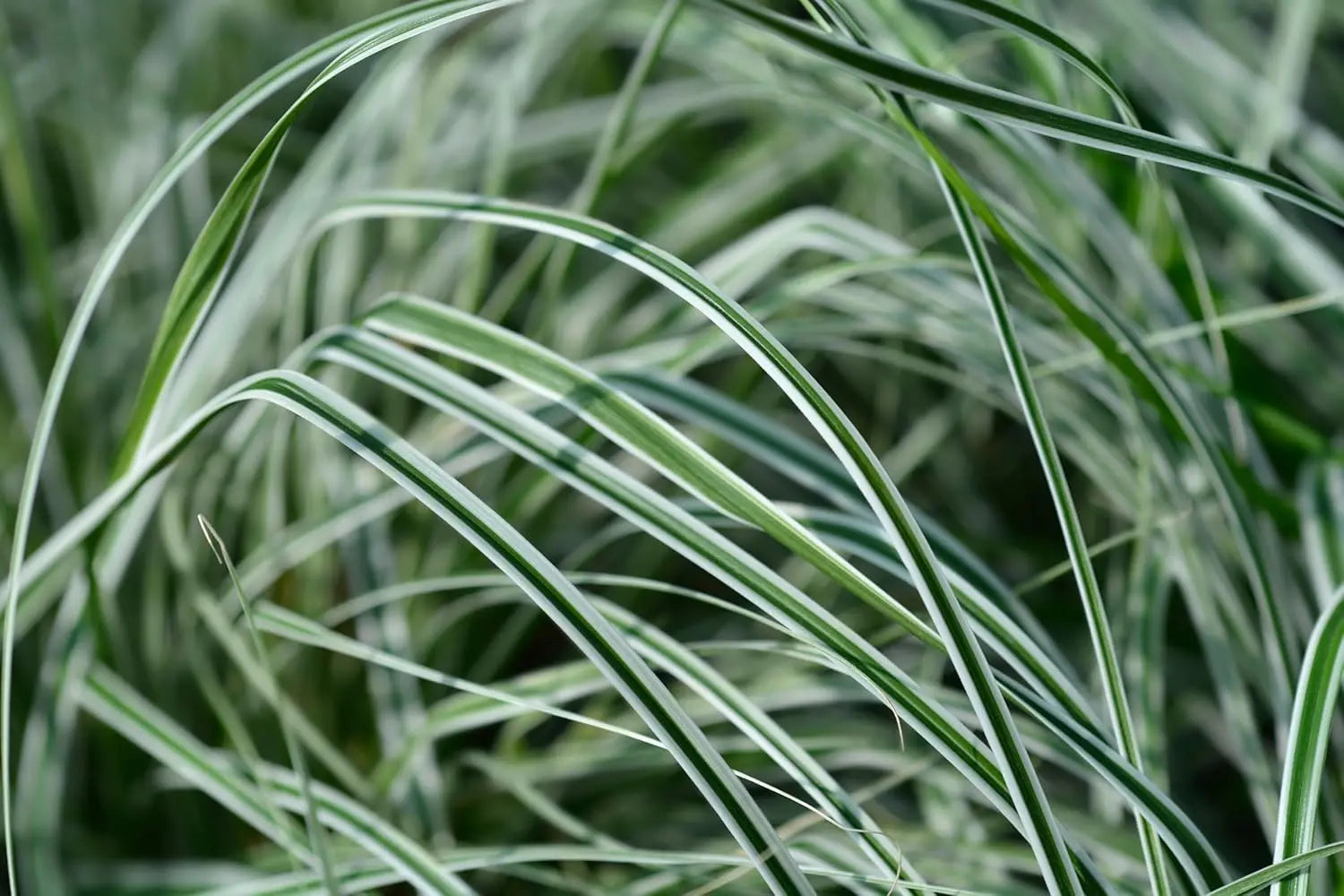 Ziergras Carex oshimensis 'Everest', Japan Segge, grüne Blätter, wächst in einem Garten, von Stauden Gänge.